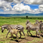 Ngorongoro Crater: Africa’s Garden of Eden