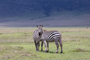 Ngorongoro Crater2