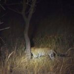Night Game Drives in East Africa’s National Parks