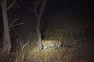Night Game Drives in East Africa’s National Parks