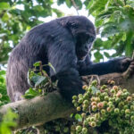Chimpanzee Trekking in Rwanda
