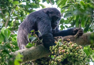 Chimpanzee Trekking in Rwanda