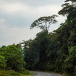 Bird Watching in Nyungwe National Park Rwanda – A Paradise for Bird Lovers