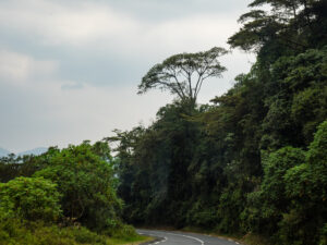 Bird Watching in Nyungwe National Park Rwanda – A Paradise for Bird Lovers