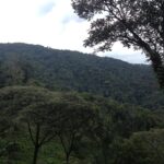 Visiting Nyungwe National Park – Discover Rwanda’s Pristine Rainforest Wonderland