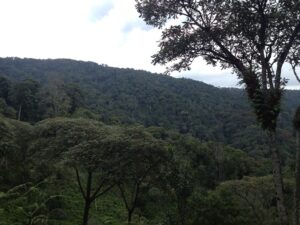 Visiting Nyungwe National Park – Discover Rwanda’s Pristine Rainforest Wonderland
