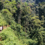 The Ultimate Guide to Visiting Nyungwe National Park
