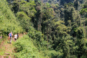 The Ultimate Guide to Visiting Nyungwe National Park