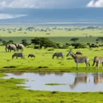 Off-Season Safaris: Why Green Season Travel Is Underrated