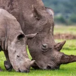 Ol Pejeta Conservancy: The Home of the Last Two