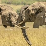 What Is the Biggest Wild Animal in Uganda?