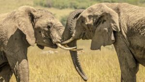 What Is the Biggest Wild Animal in Uganda?