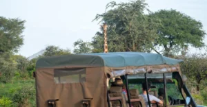 Personalized Safari Planning Tips