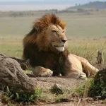 Primate and Predator Safaris Across Borders