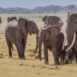 Protecting Elephants in Amboseli and Tsavo