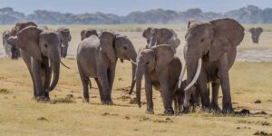 Protecting Elephants in Amboseli and Tsavo