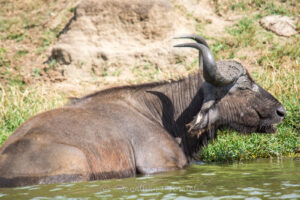Queen Elizabeth Wildlife Safari