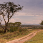 Best Time for Bird Watching in Queen Elizabeth National Park