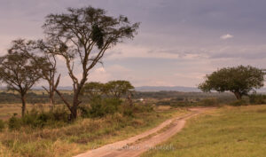 Best Time for Bird Watching in Queen Elizabeth National Park