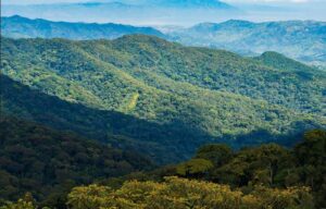 Restoring Forests: Rwanda’s Green Ambition