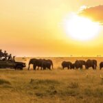 Returning to the Wild: Why Africa Calls Us Home