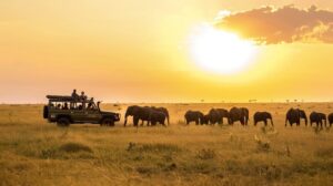 Returning to the Wild: Why Africa Calls Us Home