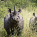 Rhino Conservation Efforts in Kenya and Uganda