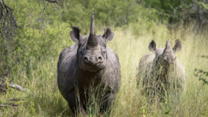 Rhino Conservation Efforts in Kenya and Uganda