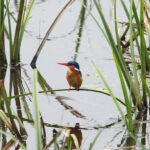 Rugezi Swamp in Rwanda