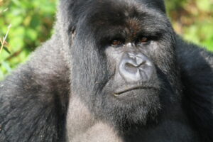 Rwanda Luxury Gorilla1