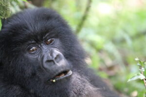 Rwanda Luxury Gorilla2