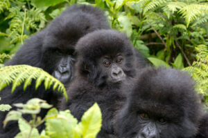 Rwanda Primates2