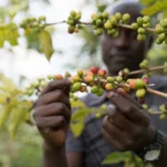 Rwanda’s Coffee Routes: From Bean to Cup