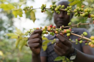 Rwanda’s Coffee Routes: From Bean to Cup