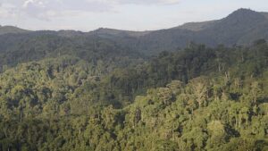 Rwanda’s Gishwati-Mukura National Park