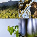 Rwanda’s Hidden Gems: From Mukura to Gishwati