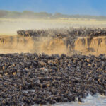 Safari Photography Tips for the Great Migration