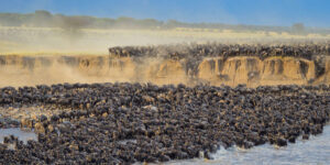 Safari Photography Tips for the Great Migration