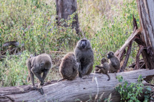Samburu National Reserve