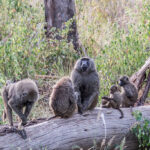 Best Tanzania Wildlife Safari Parks