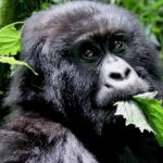 Saving the Gorillas: East Africa’s Conservation Heroes