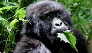 Saving the Gorillas: East Africa’s Conservation Heroes