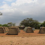 Tanzania Safari Experience
