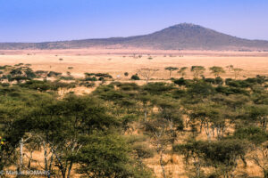 Tanzania & Zanzibar Honeymoon Safari – 8 Days Itinerary