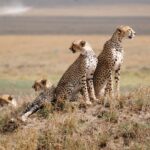 Serengeti National Park: Where the Wild Things Still Roam