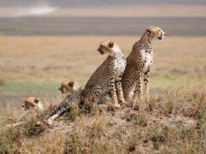 Serengeti National Park: Where the Wild Things Still Roam