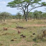 Where’s the Best Place to See the Wildebeest Migration?