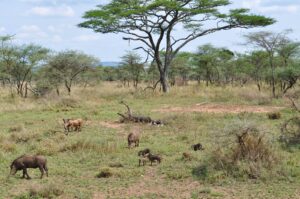 Where’s the Best Place to See the Wildebeest Migration?