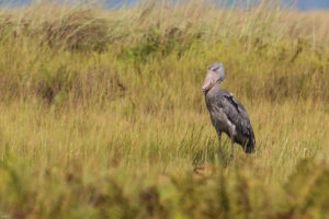 Shoebill