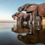 Storytelling Through Safari Photography